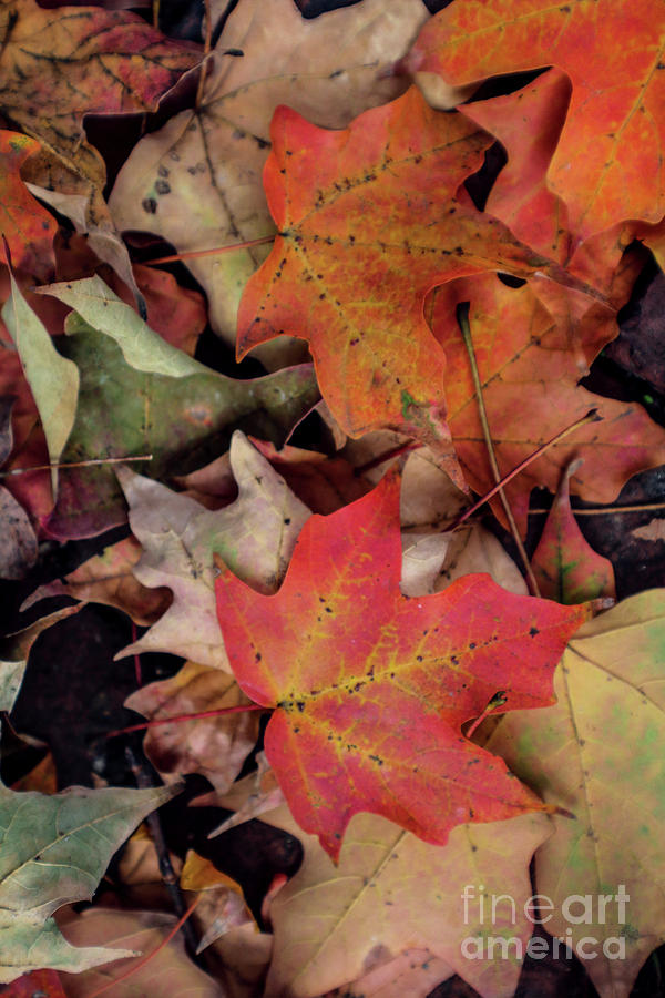 Fallen Leaves Photograph by Sandy Moulder
