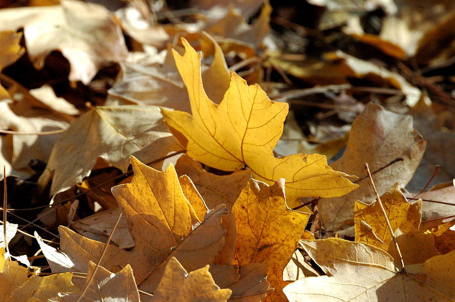 Fallen Leaves Photograph by Teresa Blanton