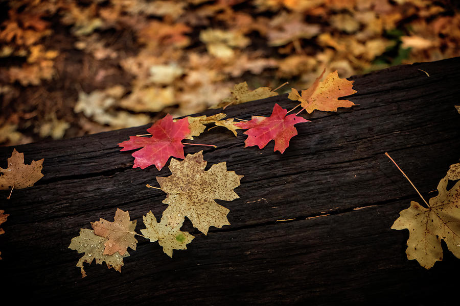 Fallen Leaves Photograph by Teresa Wilson