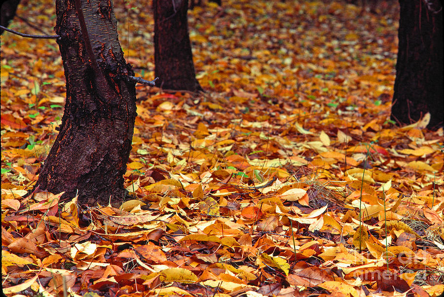 Fall Photograph - Fallen Leaves by Thomas R Fletcher