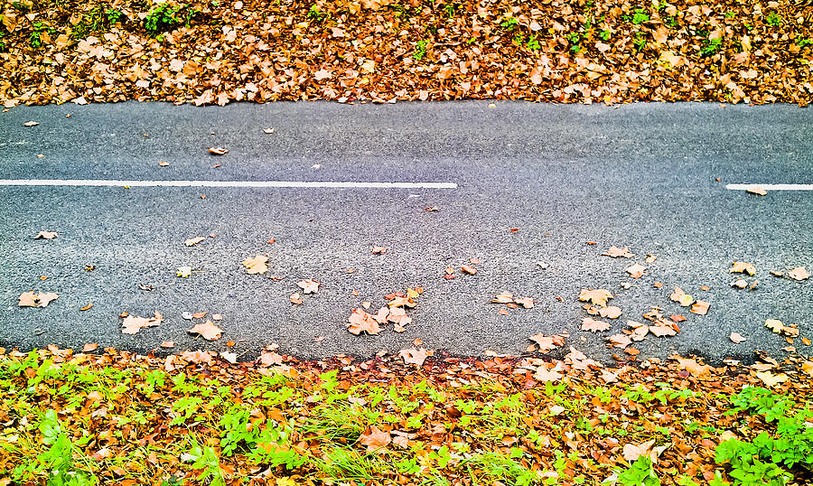 Fallen leaves Photograph by Tom Gowanlock