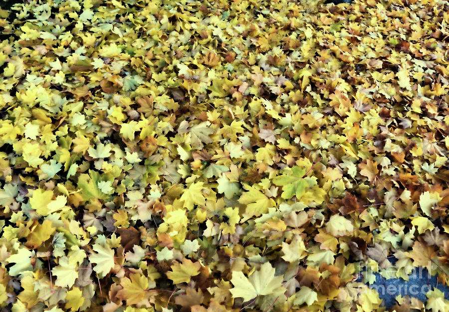 Autumn Photograph - Fallen Leaves by Victor K Autumn Photograph - Fallen Leaves by Victor K