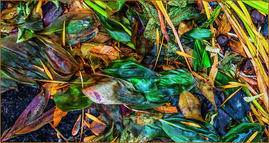 Fallen Leaves Photograph