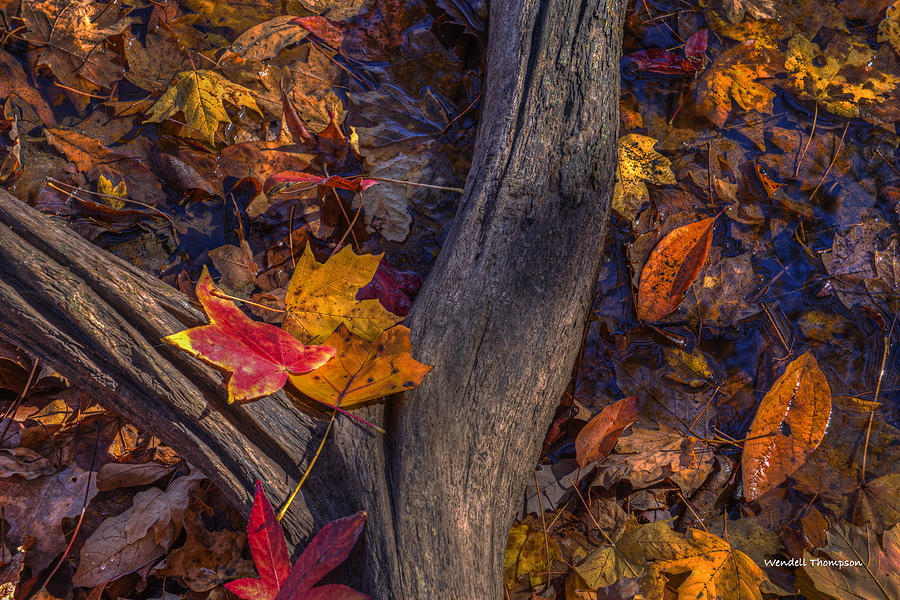 Fallen Leaves Photograph by Wendell Thompson