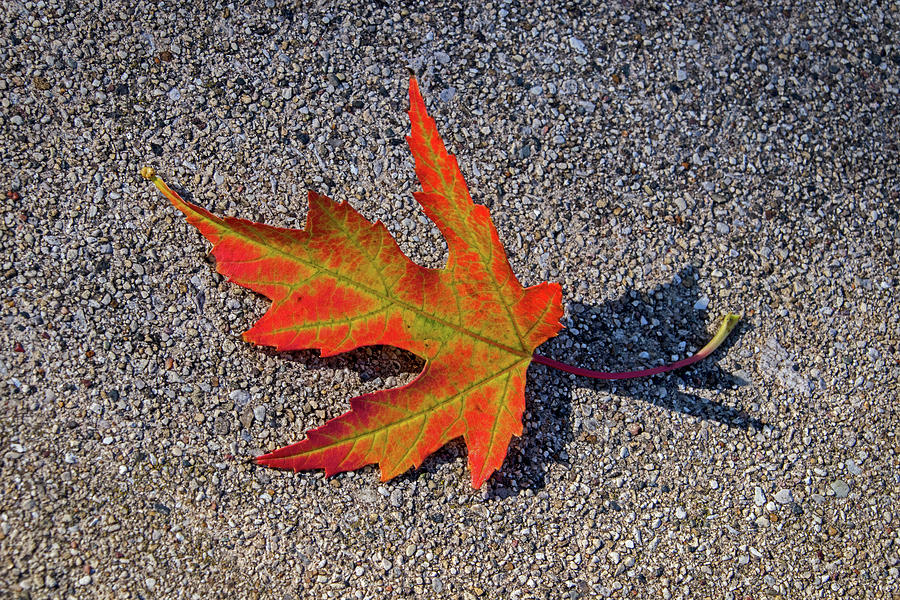Fallen Maple Leaf Photograph by Ira Marcus
