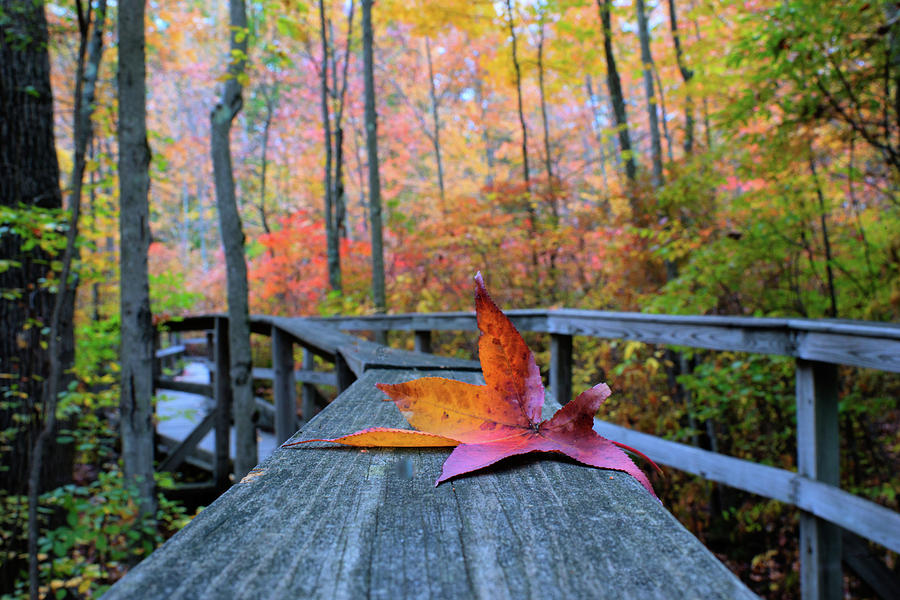 Fallen Maple Leaf Digital Art by Melinda Dreyer