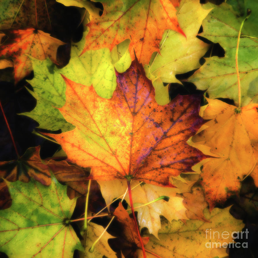 Fallen Maple Leaf Photograph by Rod Best
