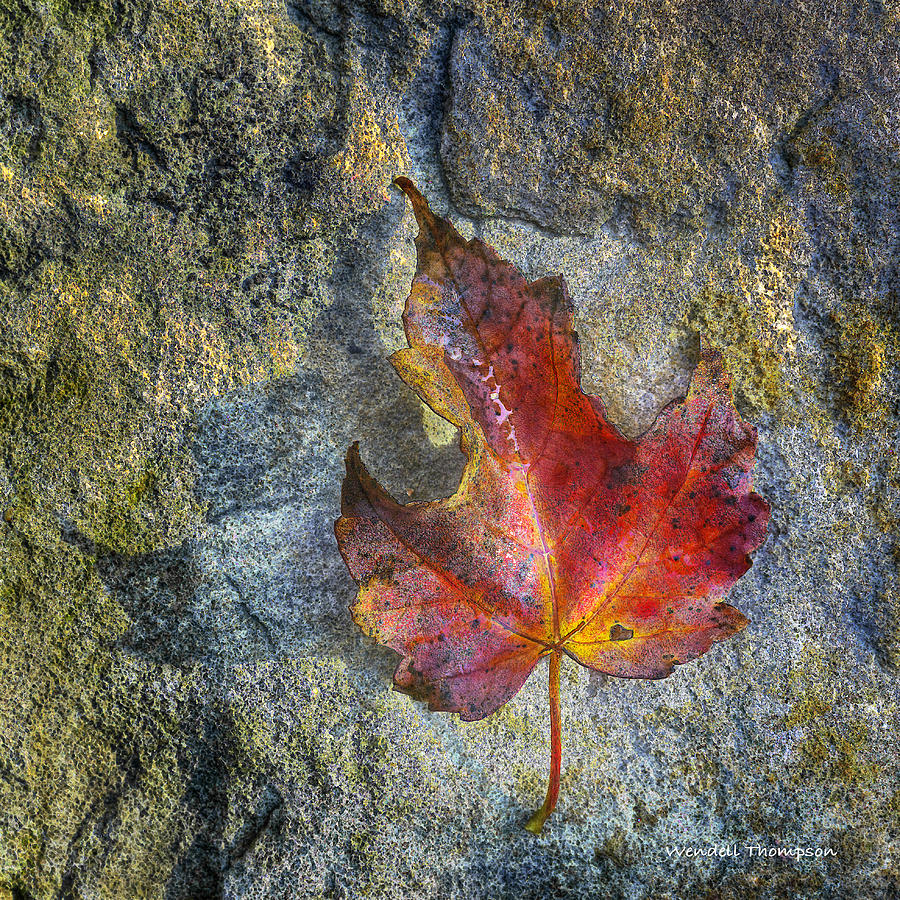 Fallen Maple Leaf Photograph by Wendell Thompson