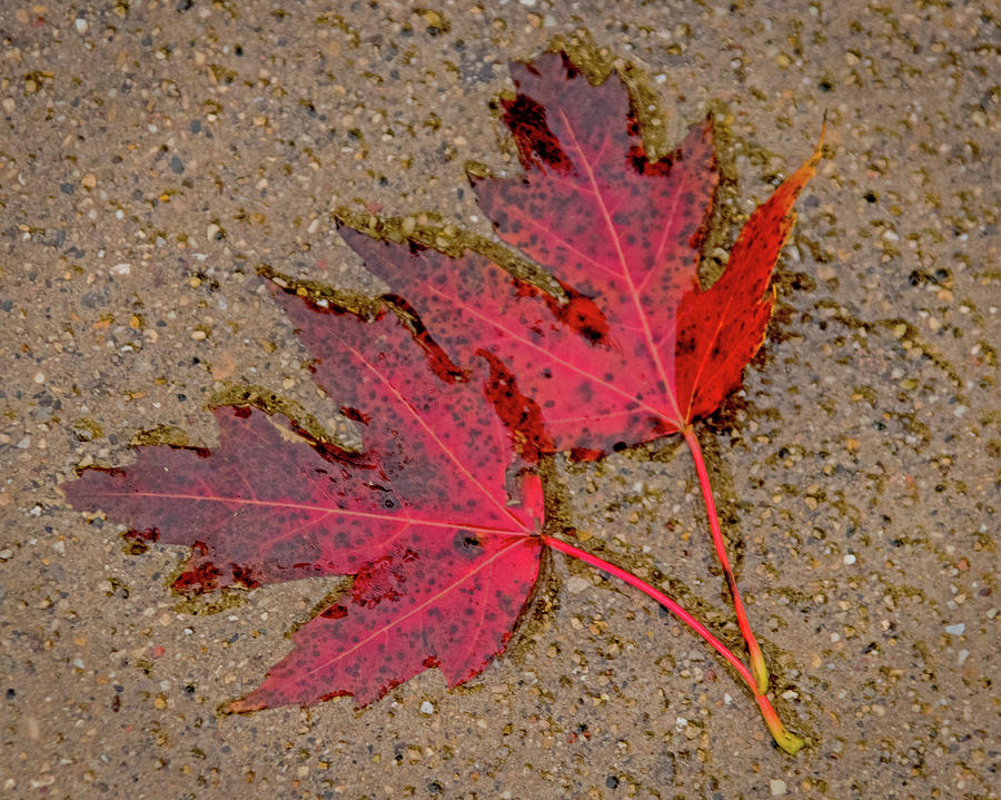 Fallen Maple Leaves Photograph by Ira Marcus