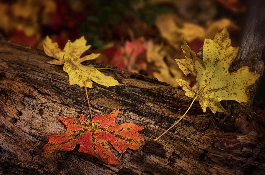 Fallen Maple Leaves  Photograph by Saija Lehtonen