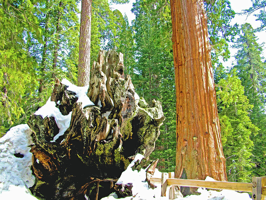 Fallen Monarch in Sequoia National Park-California Photograph by Ruth Hager