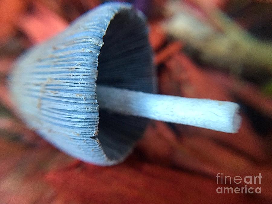 Flower Photograph - Fallen Mushroom by Bri Lou
