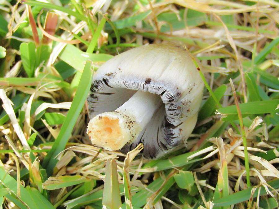Mushroom Photograph - Fallen Mushroom by Robert Knight