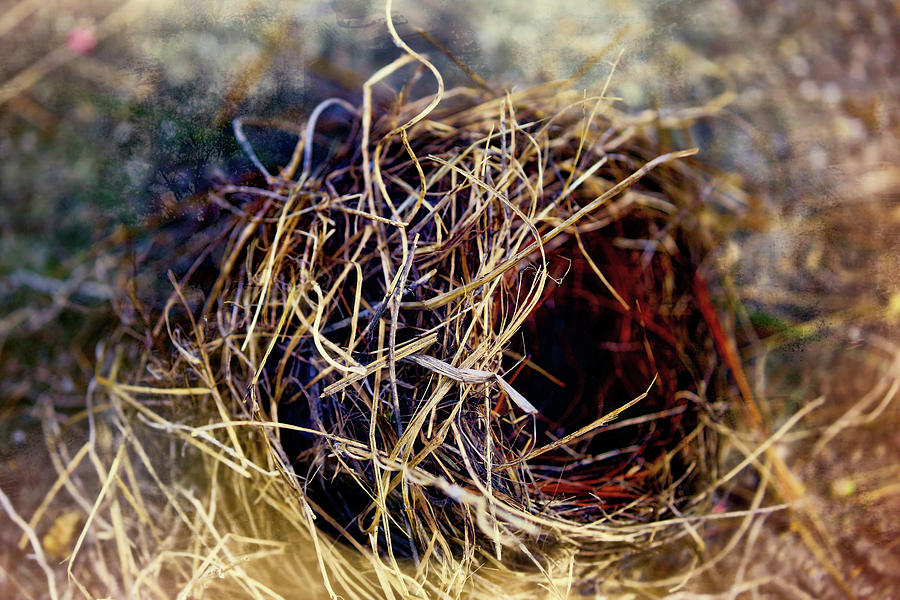 Fallen Nest Photograph by Theresa Campbell