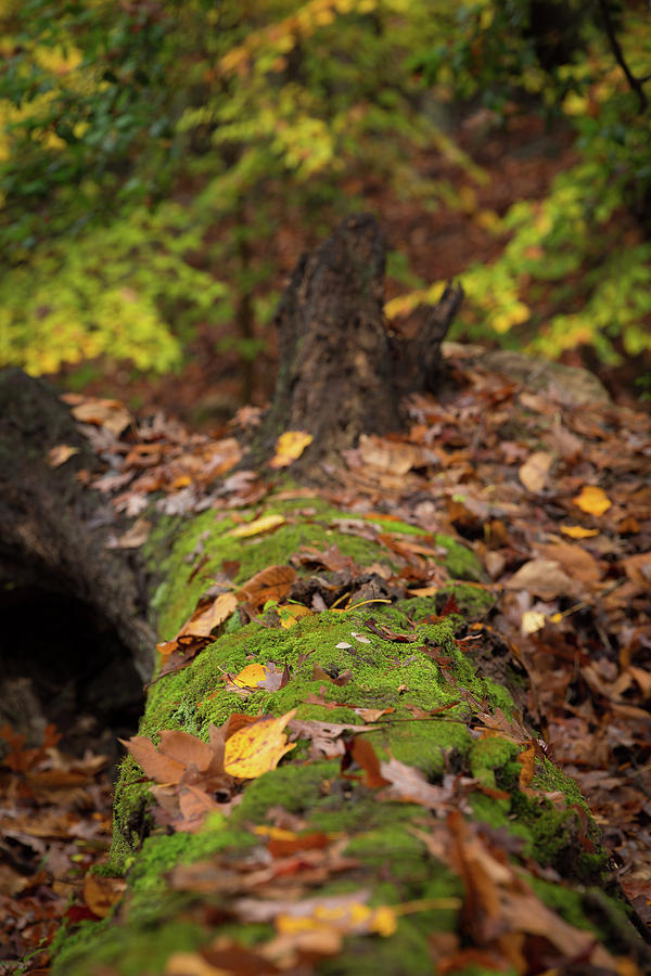 Fall Leaves Photograph - Fallen Oak by Jim Neal Fall Leaves Photograph - Fallen Oak by Jim Neal