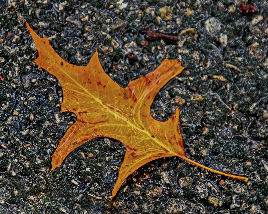 Fallen Oak Leaf Photograph by Ira Marcus