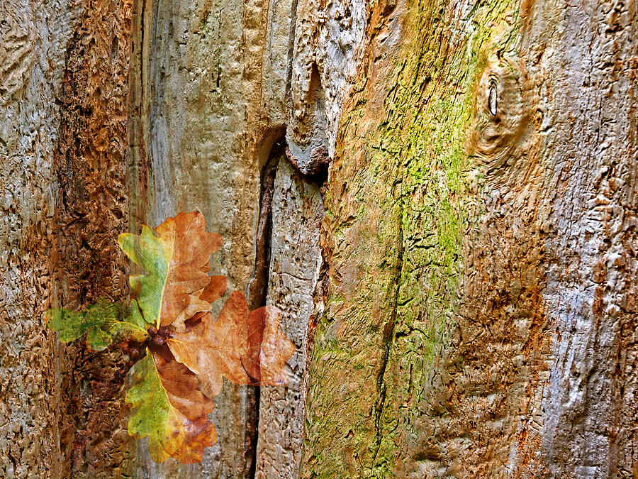 Fallen Oak Leaves Photograph by Gill Billington