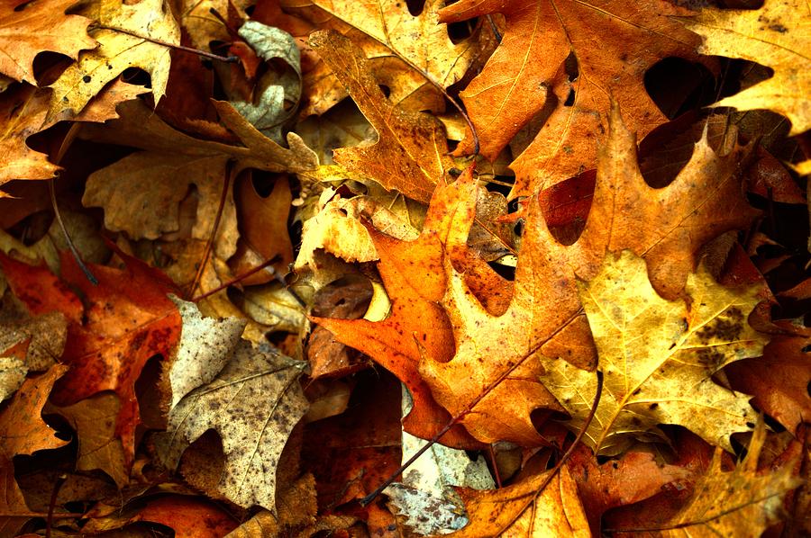 Fall Photograph - Fallen Oaks by Bonfire Photography