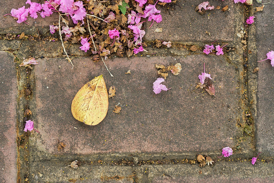 Fallen on Brick Photograph by Sharon Popek