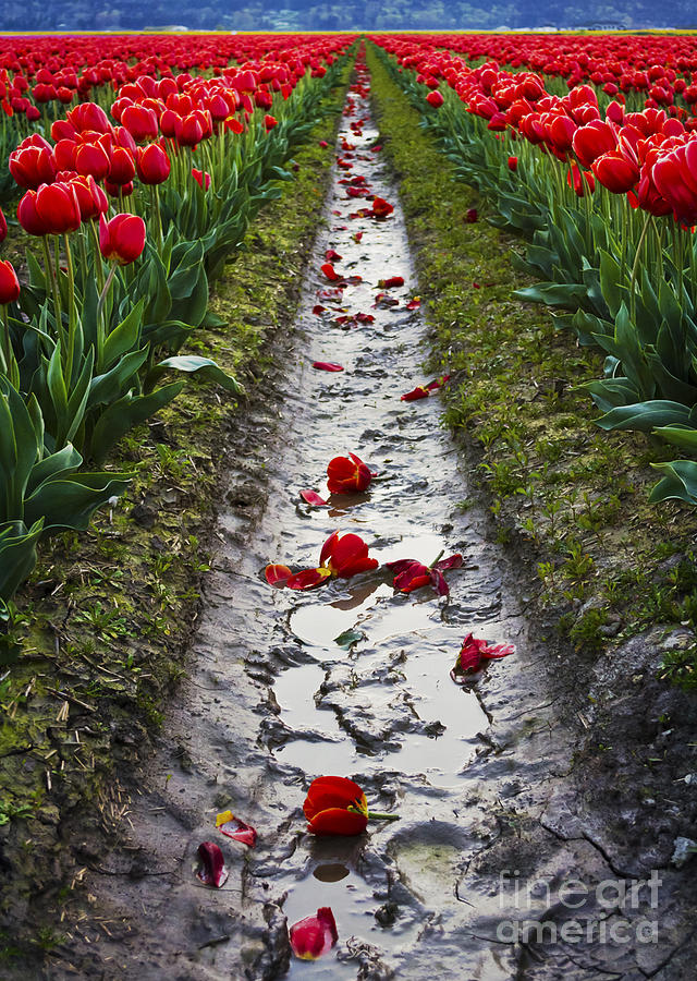 Fallen Petals among the Red Tulips Photograph by Maria Janicki