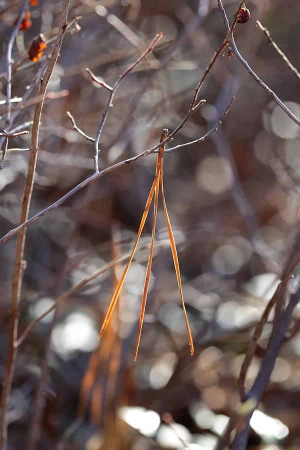 Fallen Pine Needles Photograph by David Hand
