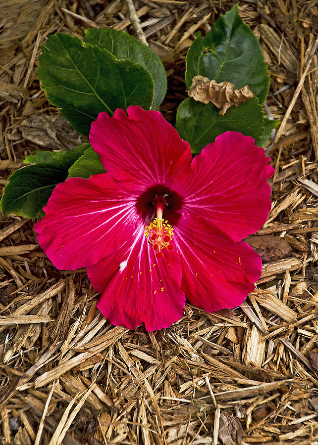 Fallen Red Hibiscus Photograph by Bob Slitzan