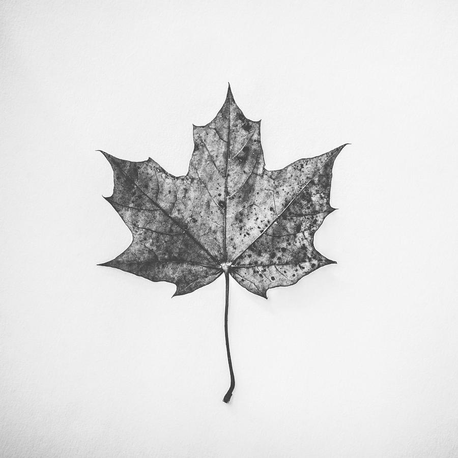 Fall Photograph - Fallen Red in Monochrome by Kate Morton
