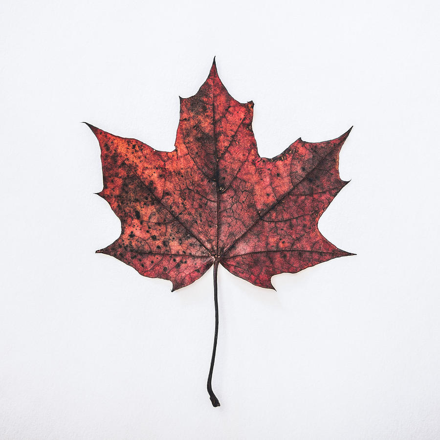 Fall Photograph - Fallen Red by Kate Morton