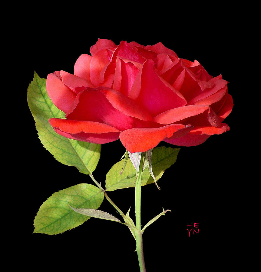 Fallen Red Rose Cutout Photograph by Shirley Heyn