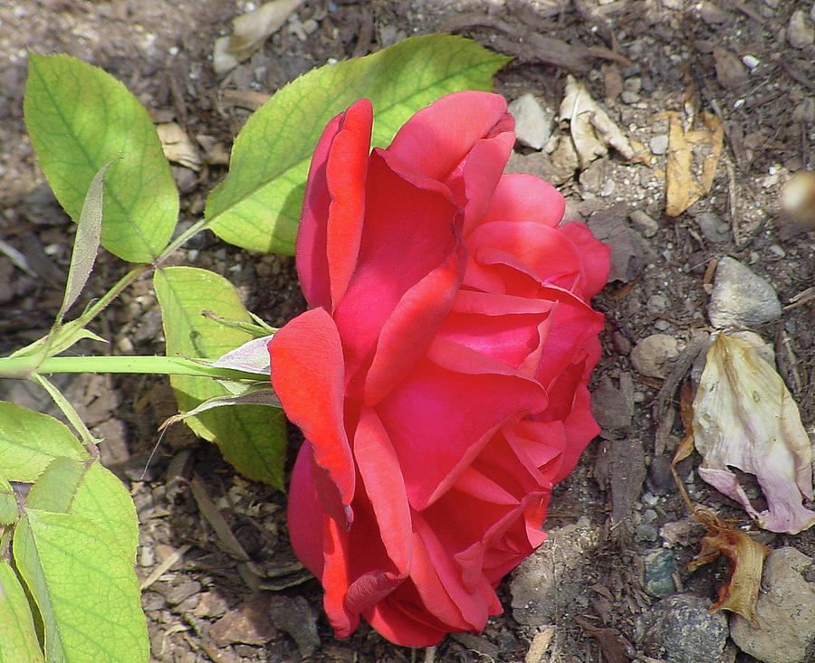 Fallen Red Rose Photograph by Shirley Heyn