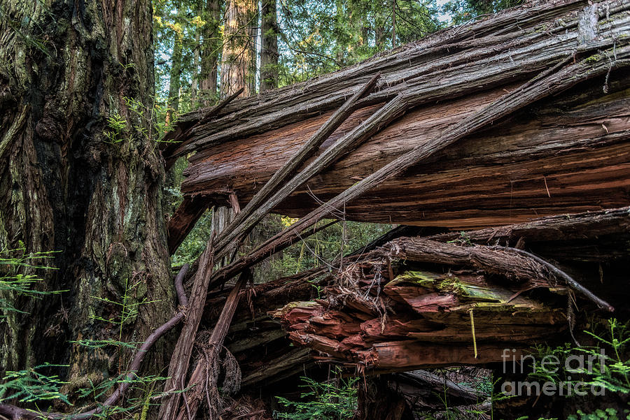 Fallen Redwood 2 Photograph by Al Andersen