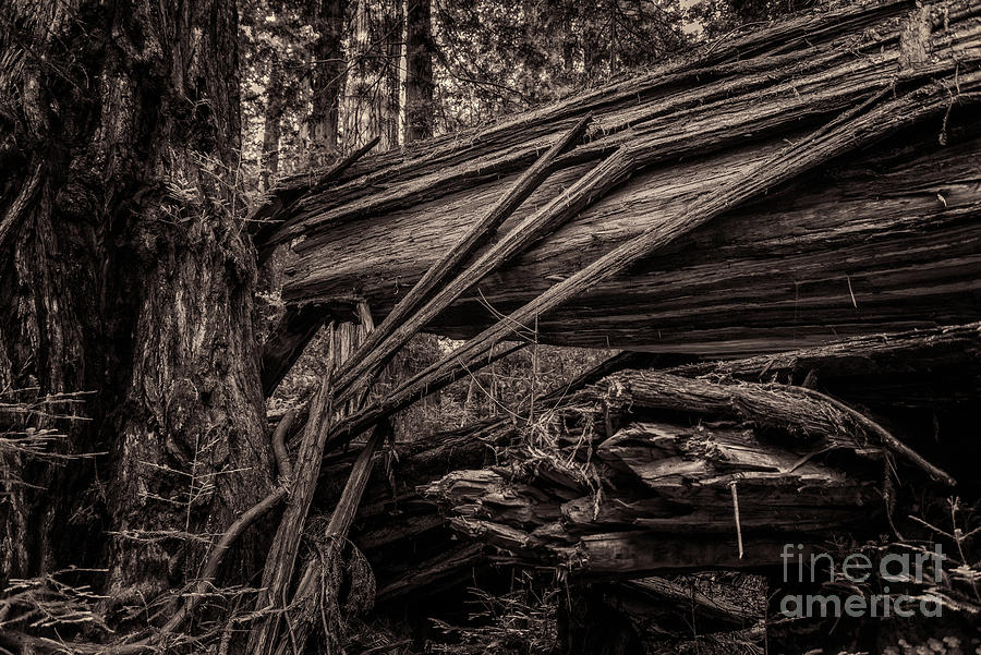 Fallen Redwood 2 Toned Photograph by Al Andersen