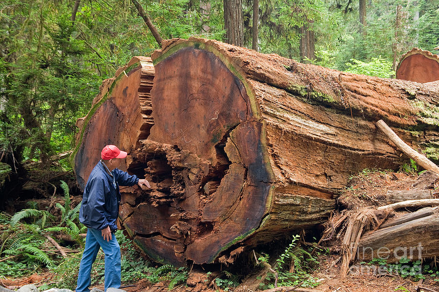 Fallen Redwood Tree Photograph by Inga Spence