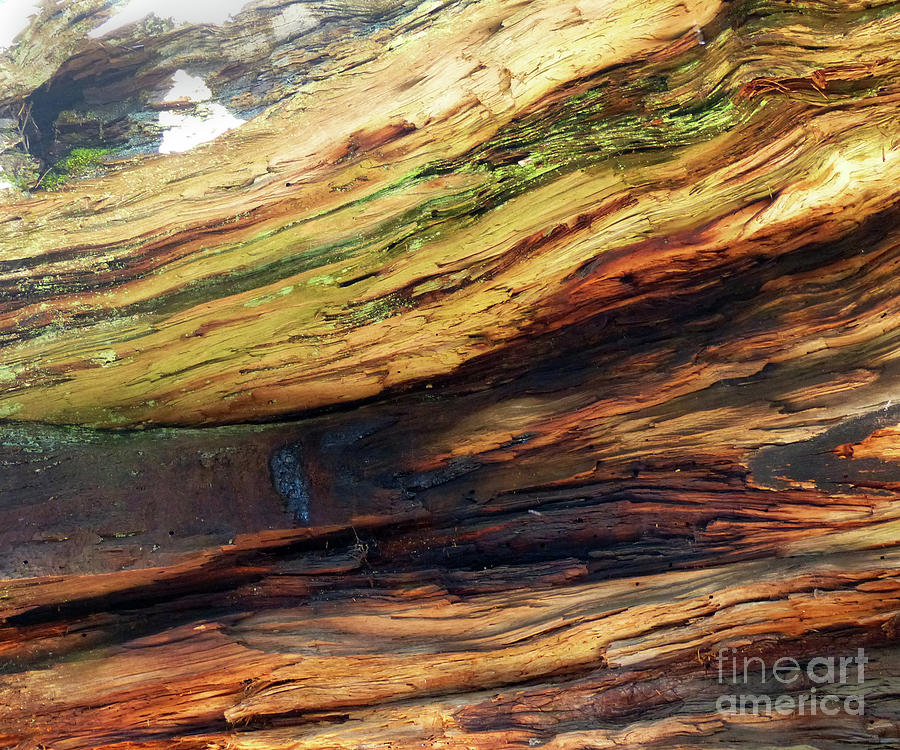 Fallen Redwood Tree Photograph by Paula Joy Welter