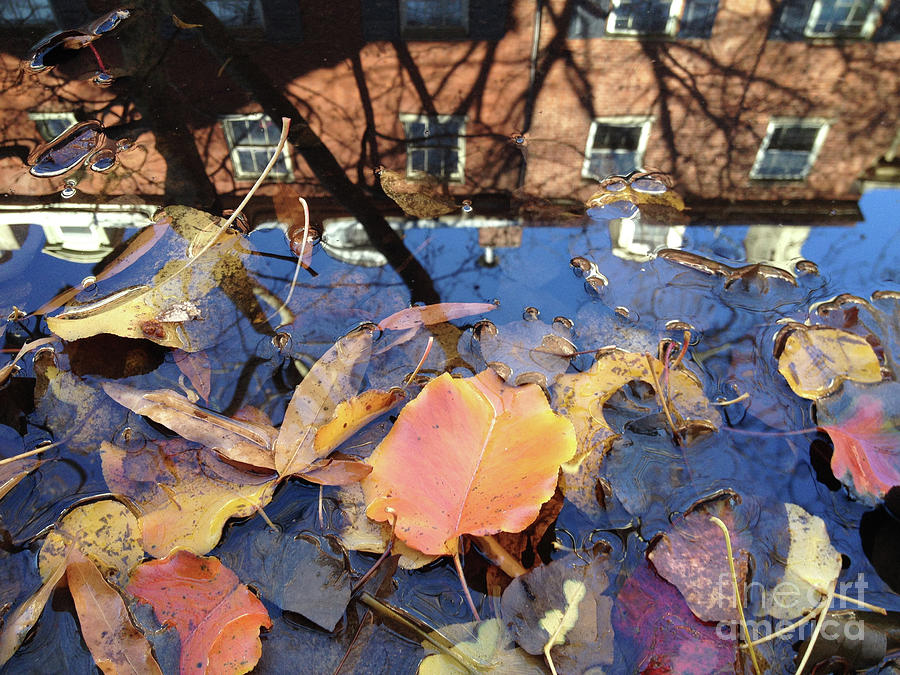 Fallen Reflection Photograph by Clay Cofer - Fine Art America