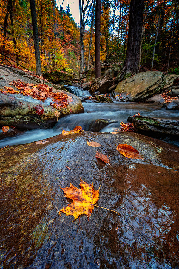 Fall Photograph - Fallen by Rick Berk