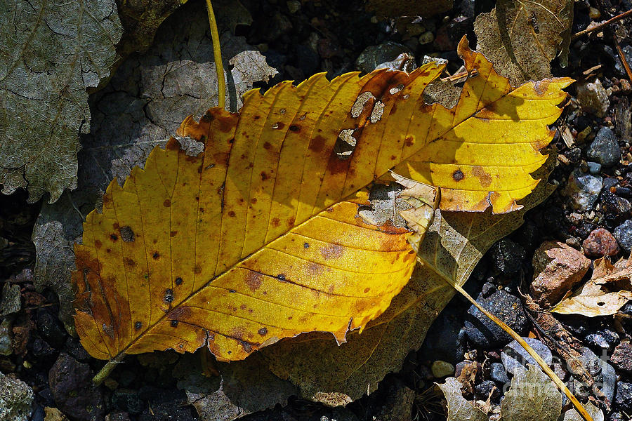 Fall Photograph - Fallen by Robin Clifton