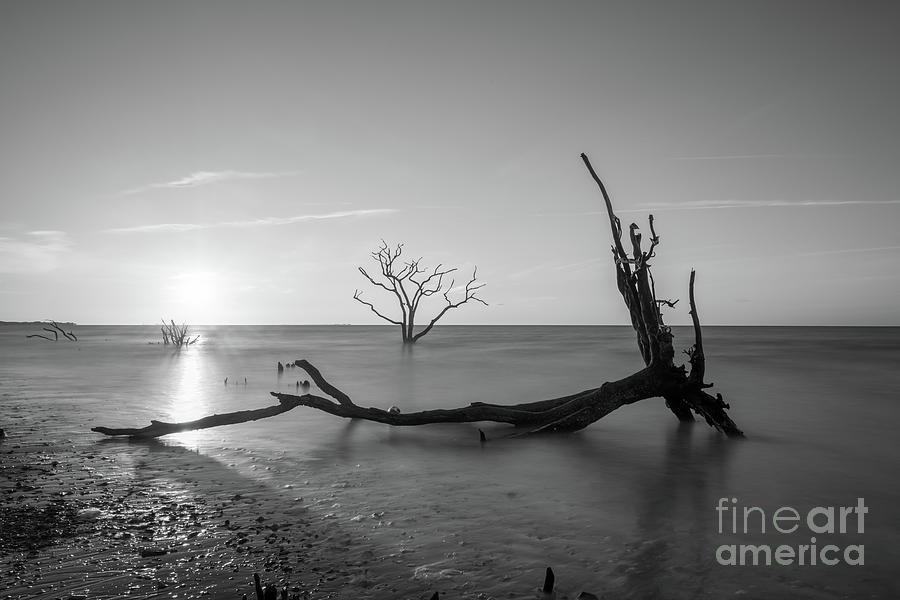 Fallen Roots Sunrise BW Photograph by Michael Ver Sprill