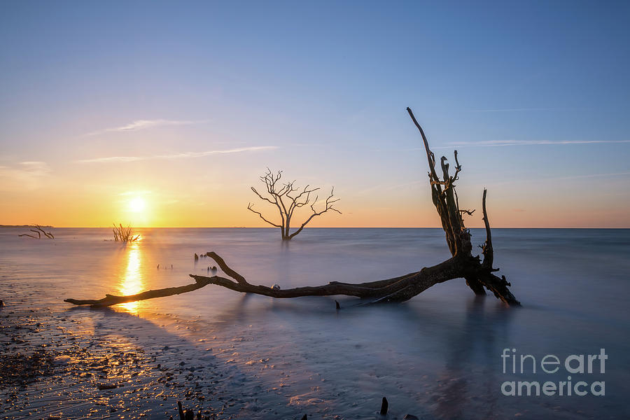 Fallen Roots Sunrise  Photograph by Michael Ver Sprill