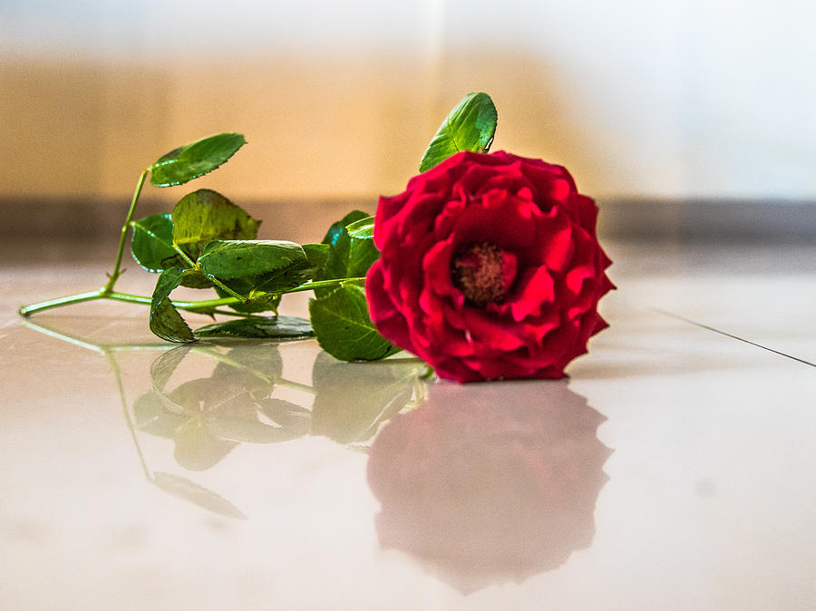 Fallen Rose Photograph