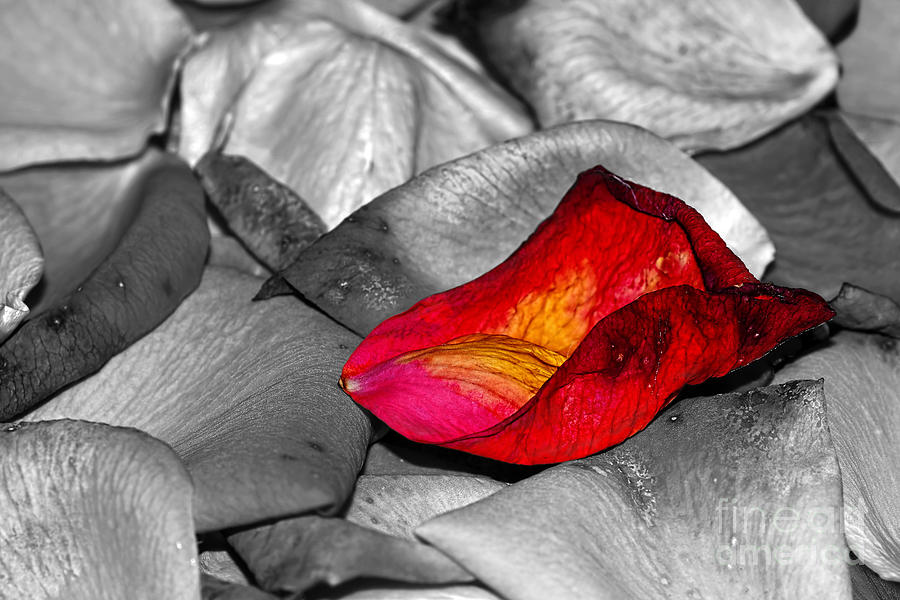 Fallen Rose Petals by Kaye Menner Photograph by Kaye Menner