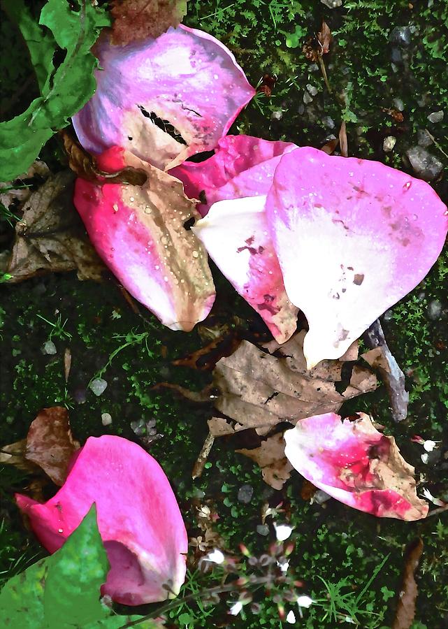 Fallen Rose Petals Photograph by Stephanie Moore