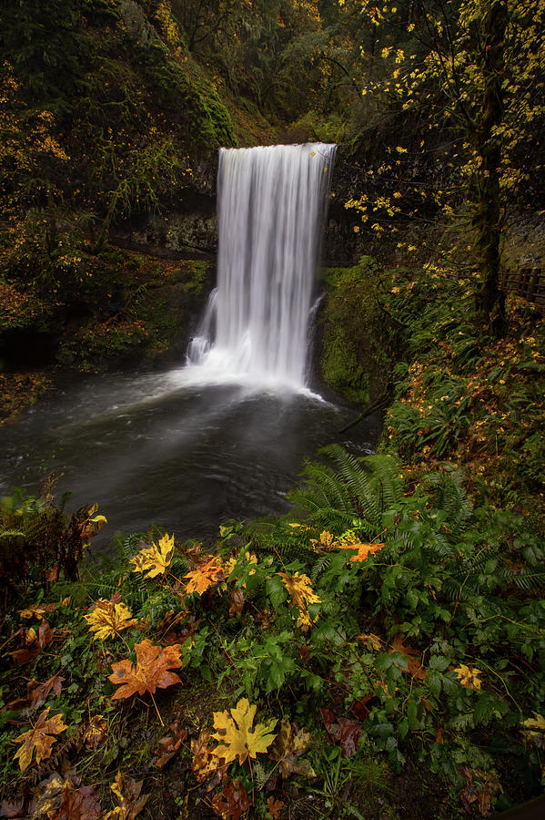 Fall Photograph - Fallen by Ryan Smith