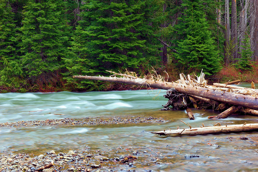 Fallen Snag Across the American river Photograph by Jeff Swan