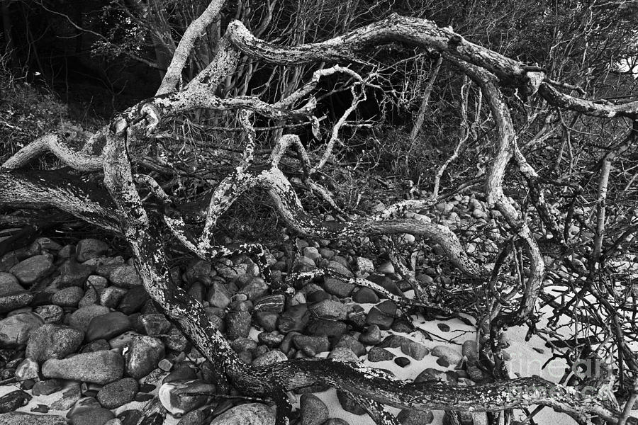 Fallen Tree 1 Photograph
