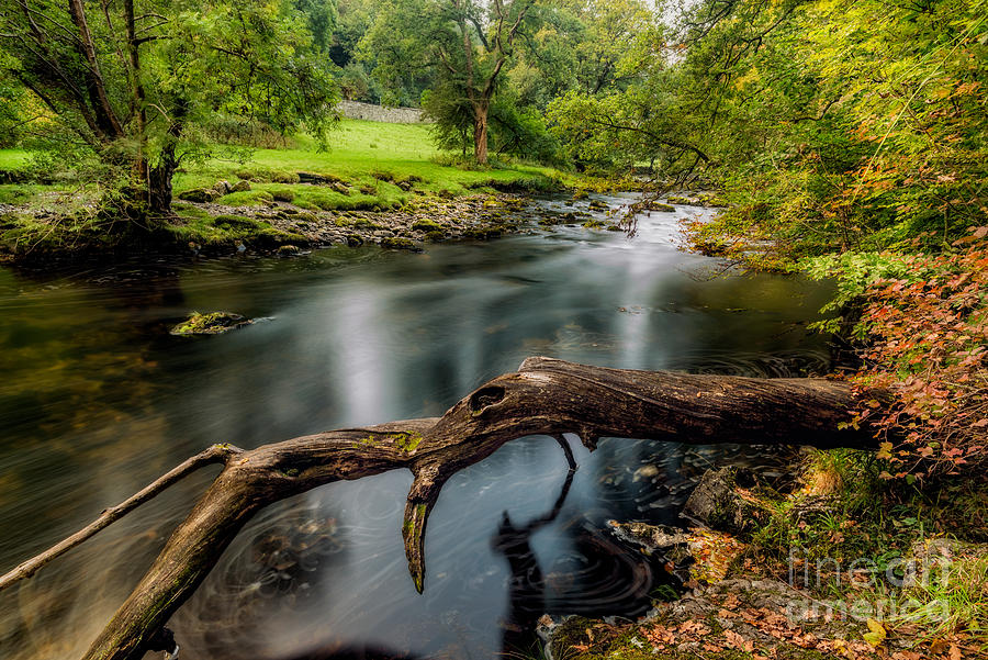 Fall Photograph - Fallen Tree by Adrian Evans