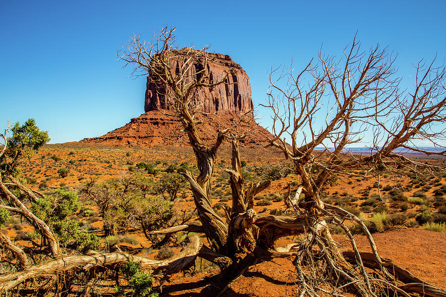 Fallen Tree among the Buttes Photograph by Barbie Mayor | Fine Art America