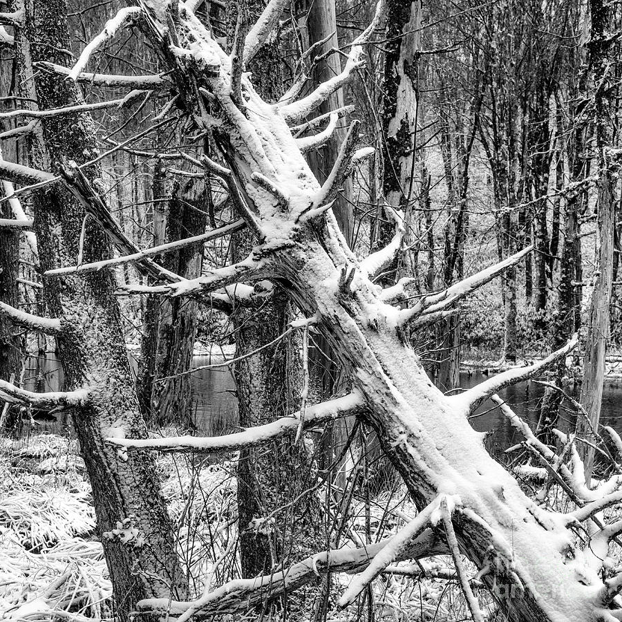 Fallen Tree and Snow Photograph by Thomas R Fletcher