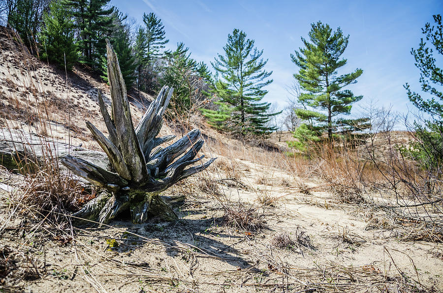 Fallen Tree at Warren Dunes by Ryan Ketterer Fallen Tree at Warren Dunes by Ryan Ketterer