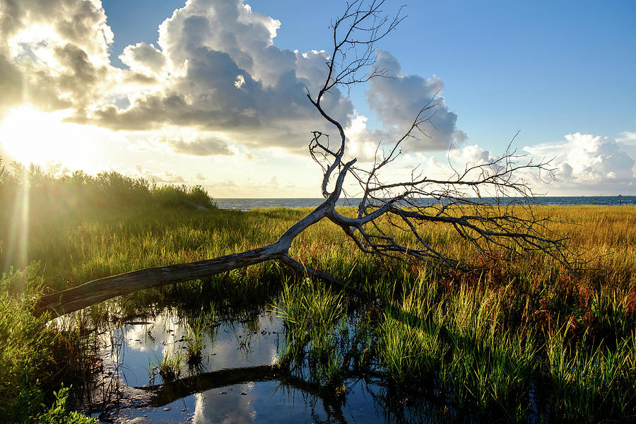 Fallen Tree In Marsh Land Of Galveston Bay Photograph